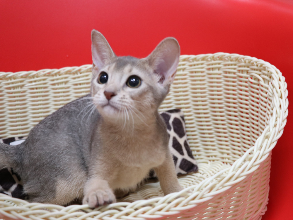 アビシニアンの子猫画像