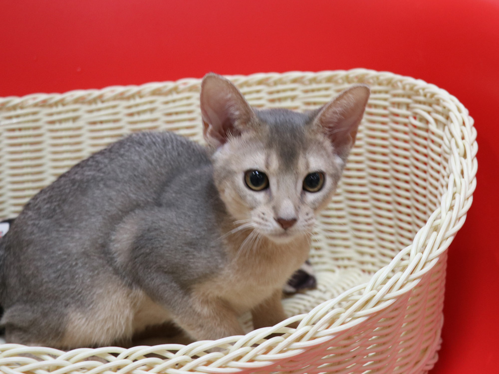 アビシニアンの子猫画像