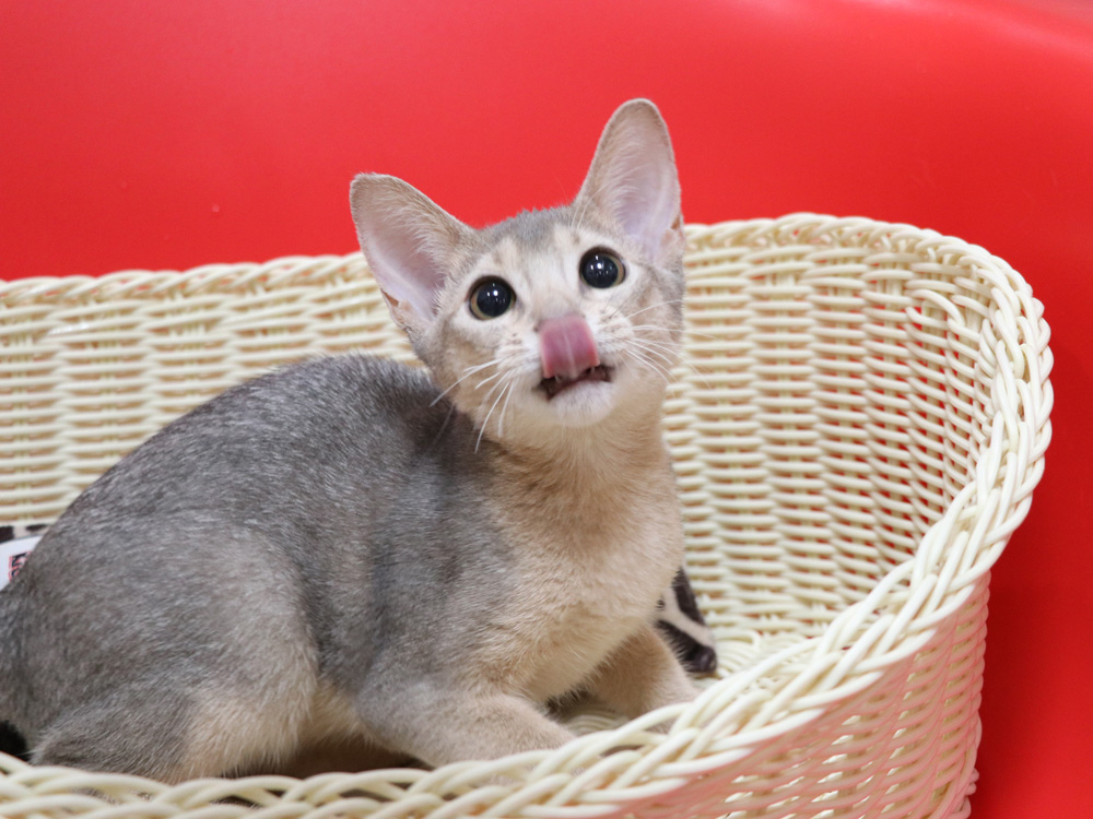 アビシニアンの子猫画像