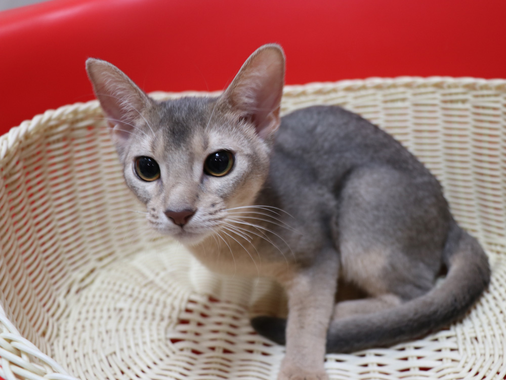 アビシニアンの子猫画像