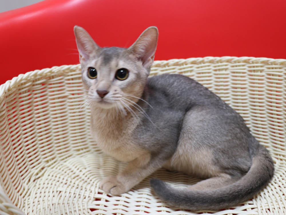 アビシニアンの子猫画像