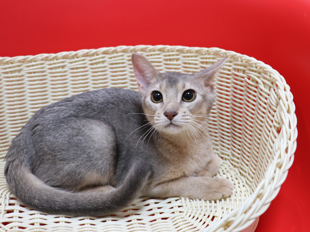 アビシニアンの子猫画像
