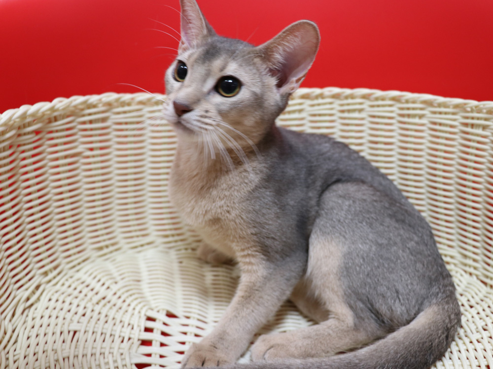 アビシニアンの子猫画像