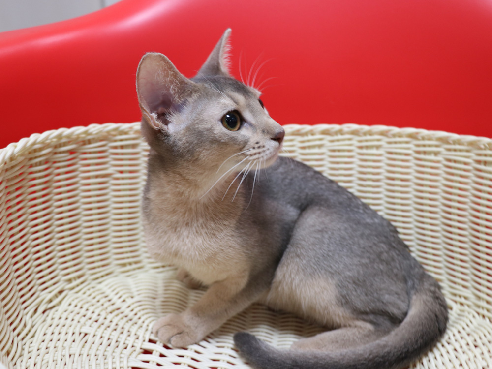 アビシニアンの子猫画像