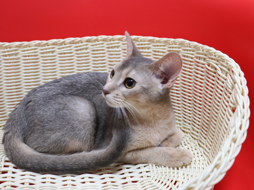 アビシニアンの子猫画像