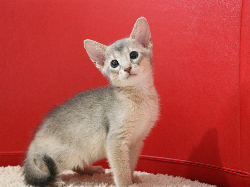 アビシニアンの子猫画像