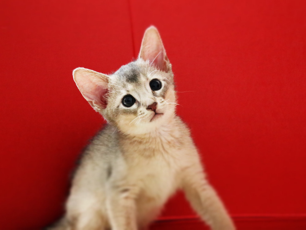 アビシニアンの子猫画像