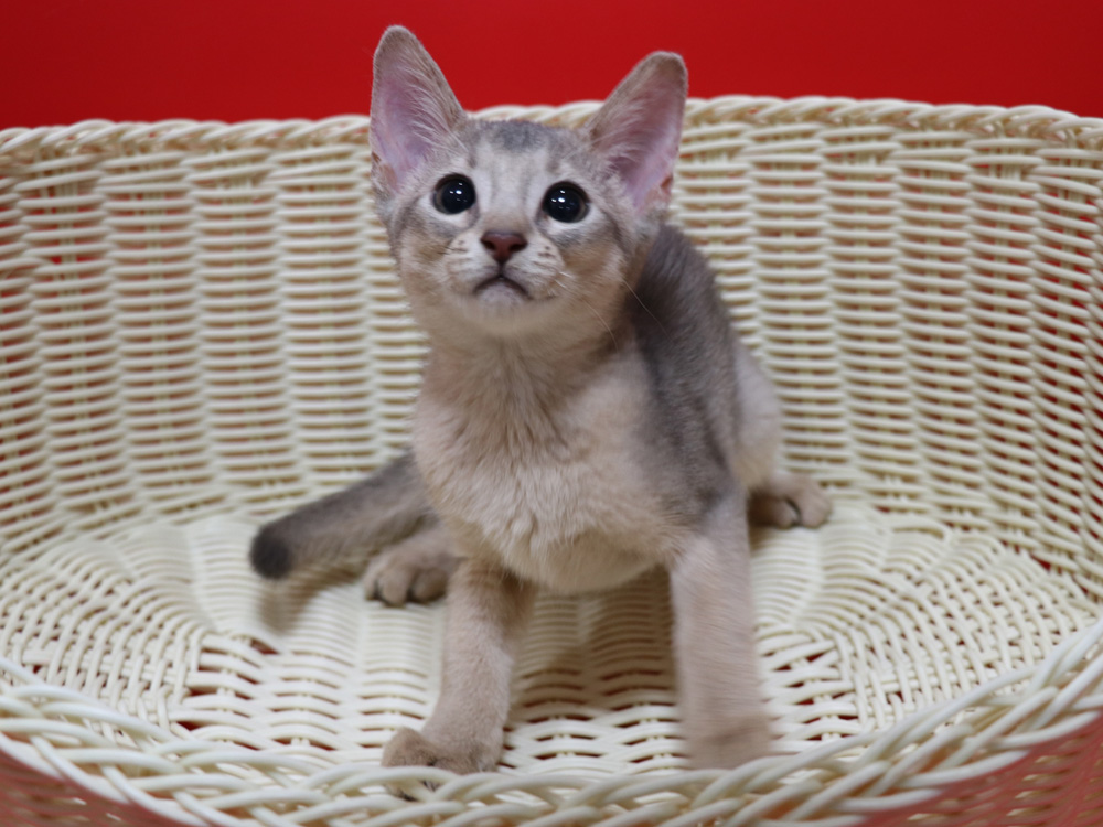 アビシニアンの子猫画像
