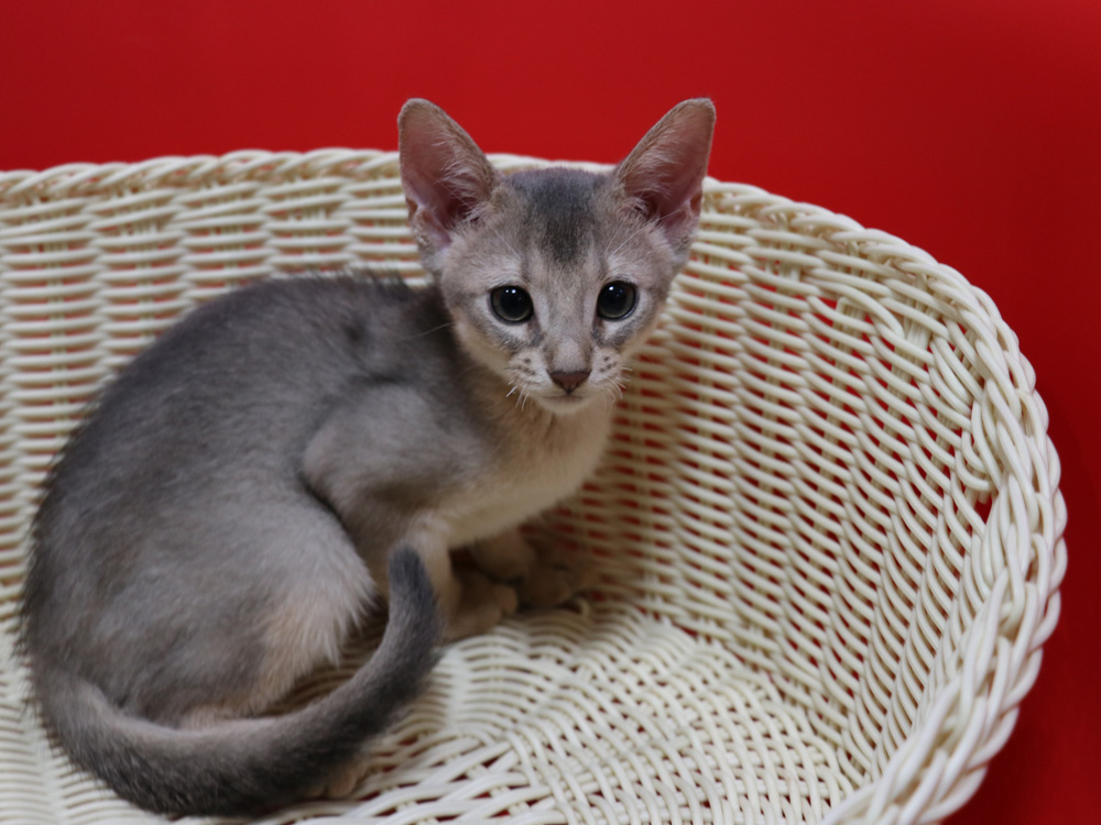 アビシニアンの子猫画像