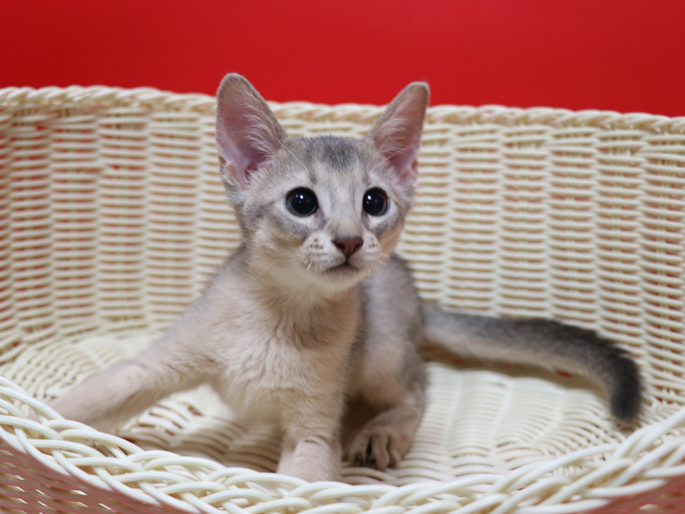 アビシニアンの子猫画像