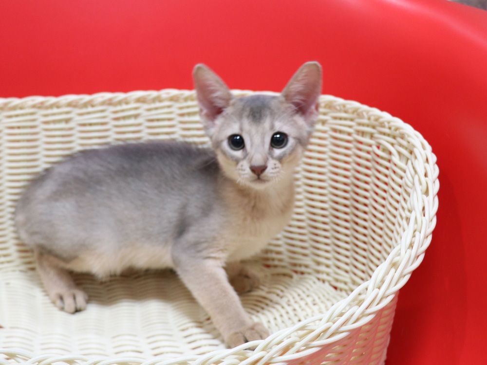 アビシニアンの子猫画像