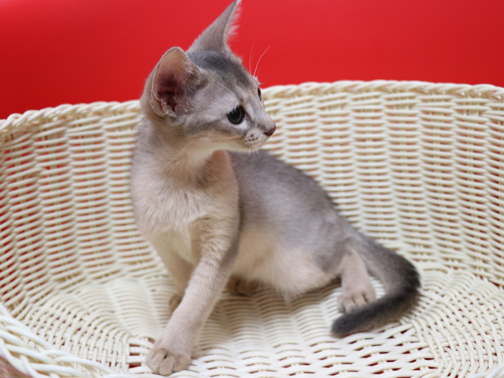 アビシニアンの子猫画像
