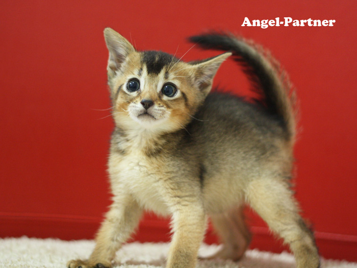 アビシニアンの子猫画像