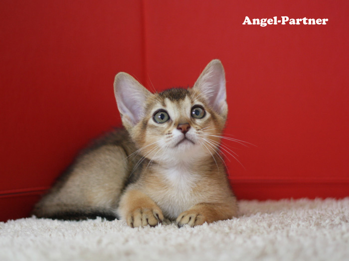 アビシニアンの子猫画像