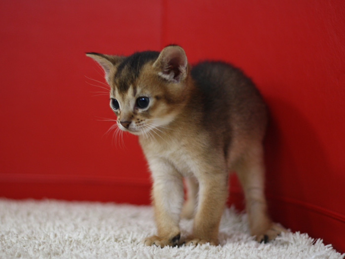 アビシニアンの子猫画像