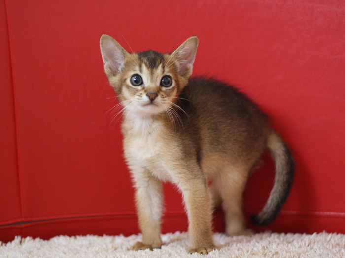 アビシニアンの子猫画像
