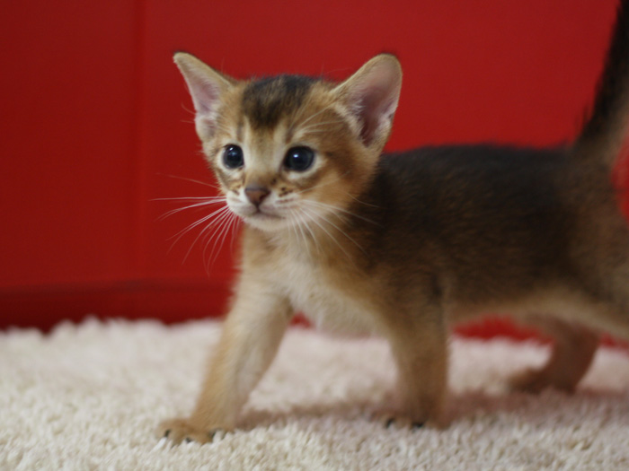アビシニアンの子猫画像