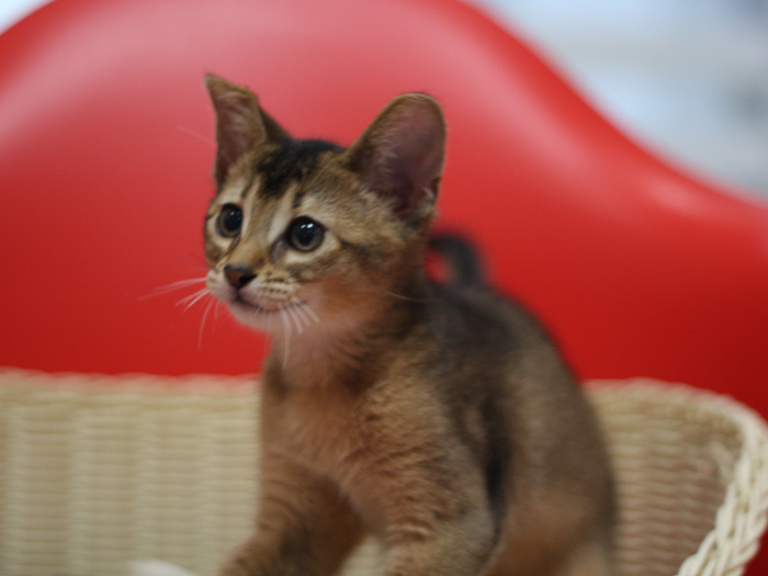 アビシニアンの子猫画像