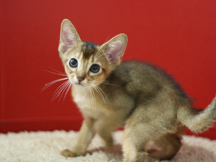 アビシニアンの子猫画像