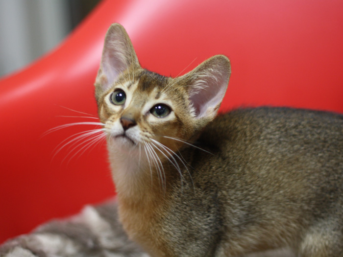 アビシニアンの子猫画像