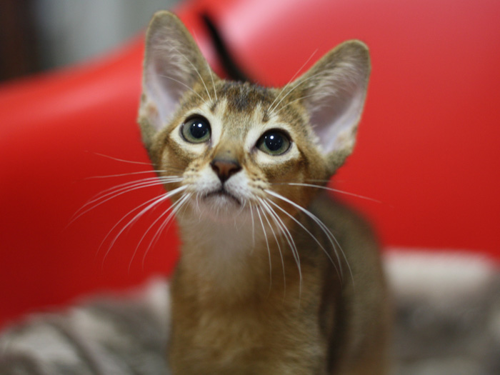 アビシニアンの子猫画像