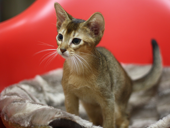 アビシニアンの子猫画像