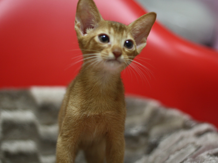 アビシニアンの子猫画像