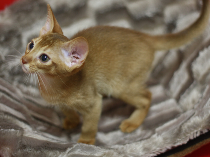 アビシニアンの子猫画像
