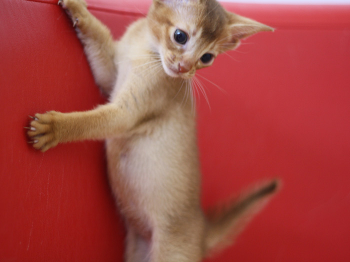 アビシニアンの子猫画像