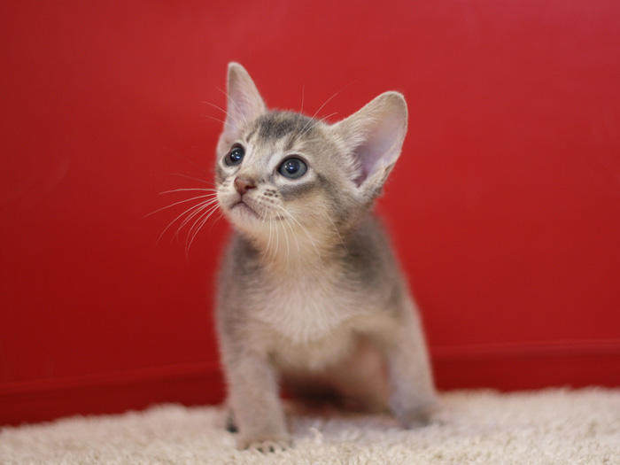 アビシニアンの子猫画像