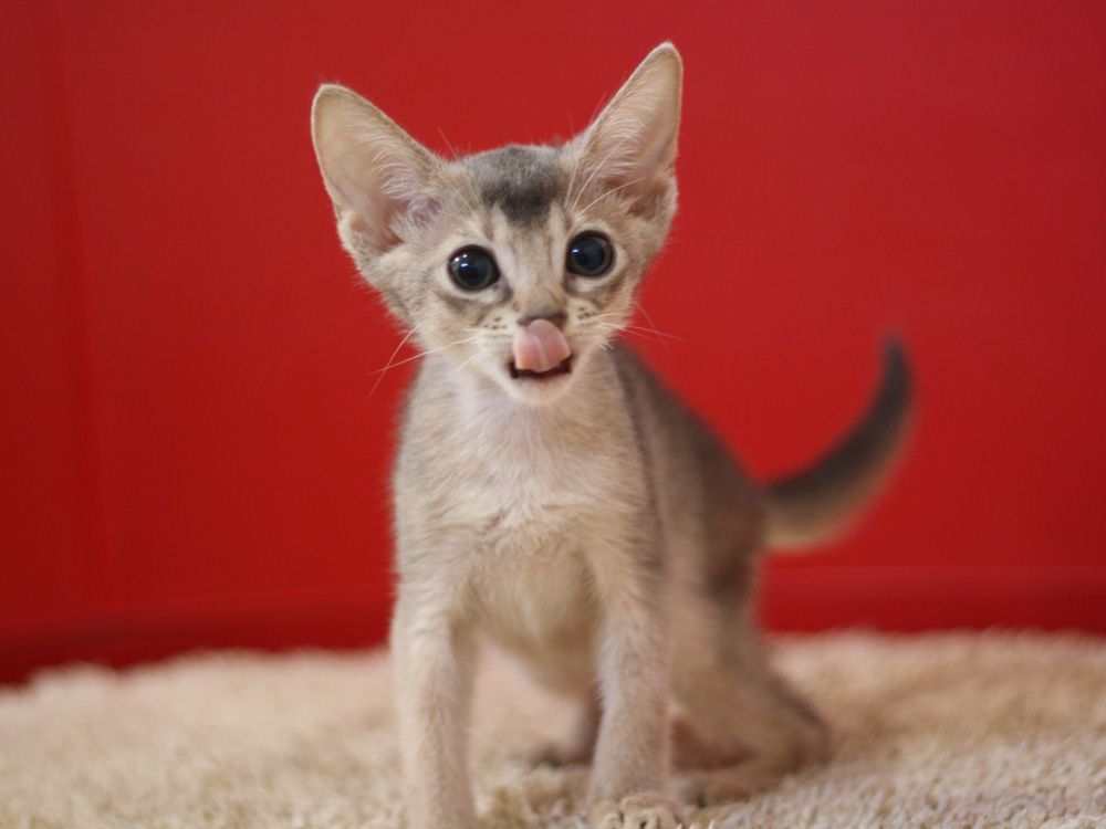アビシニアンの子猫画像