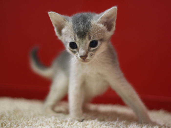 アビシニアンの子猫画像