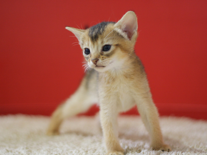 アビシニアンの子猫画像