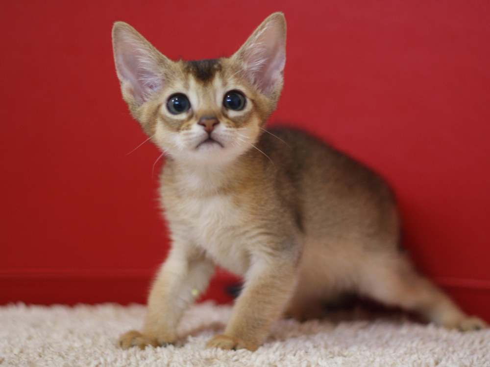 アビシニアンの子猫画像