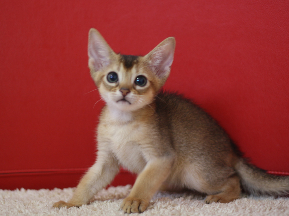 アビシニアンの子猫画像