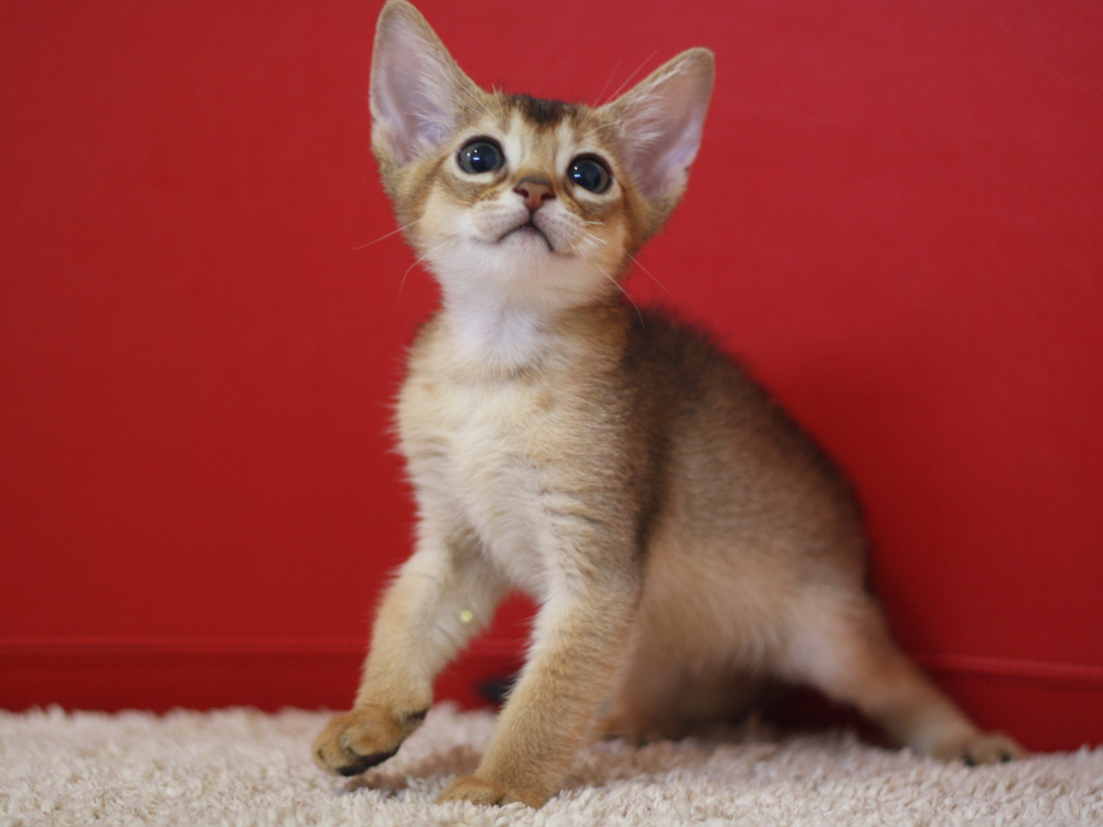 アビシニアンの子猫画像