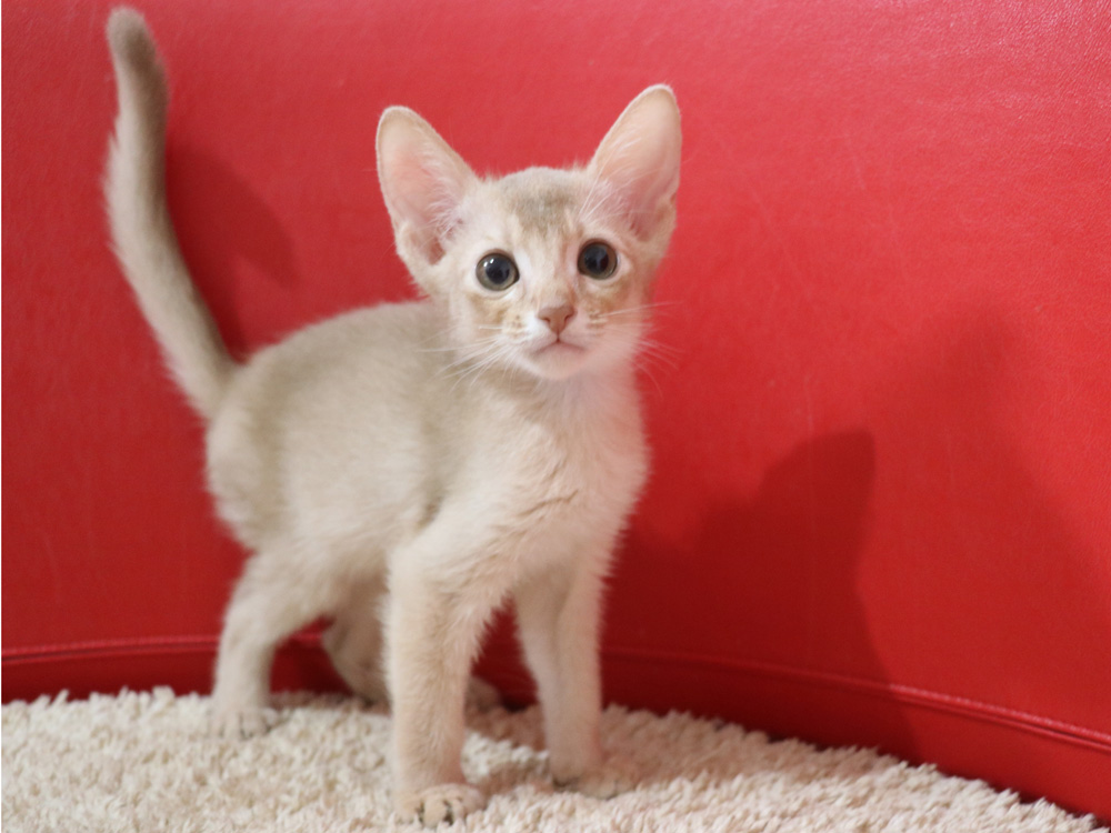 アビシニアンの子猫画像