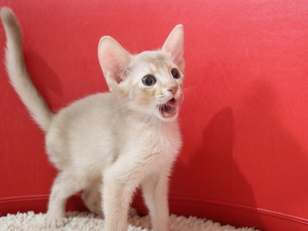 アビシニアンの子猫画像