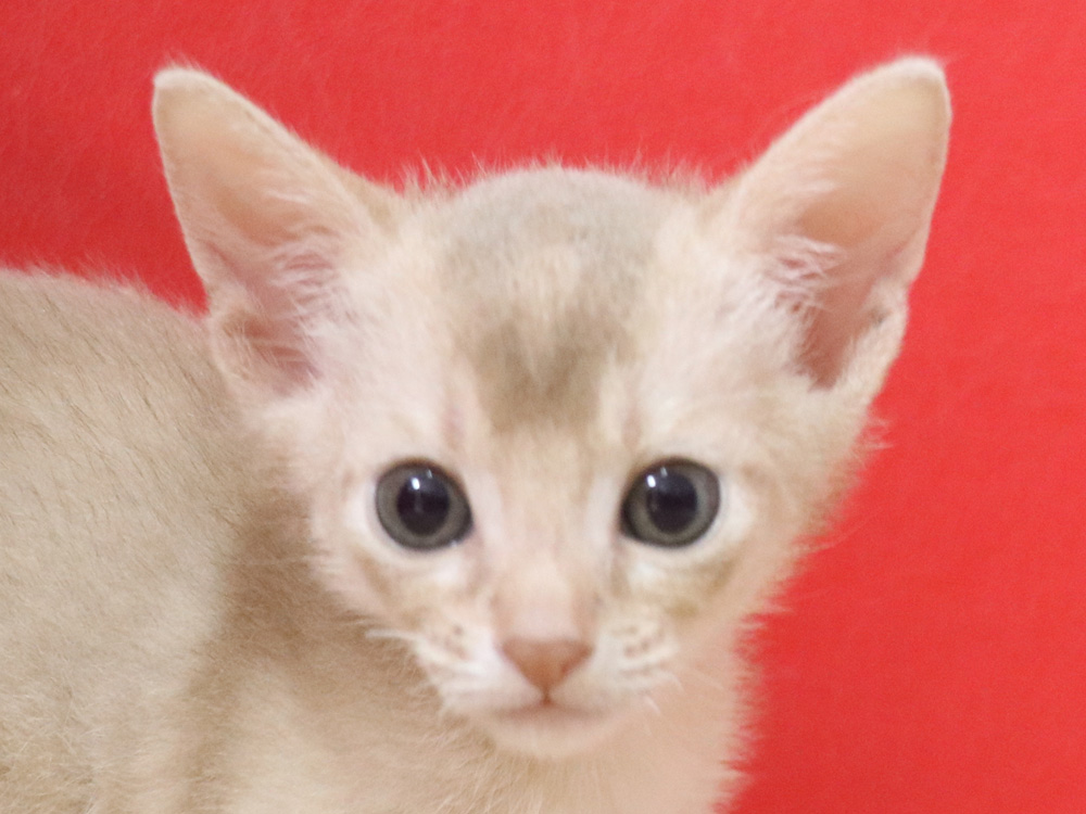 アビシニアンの子猫画像