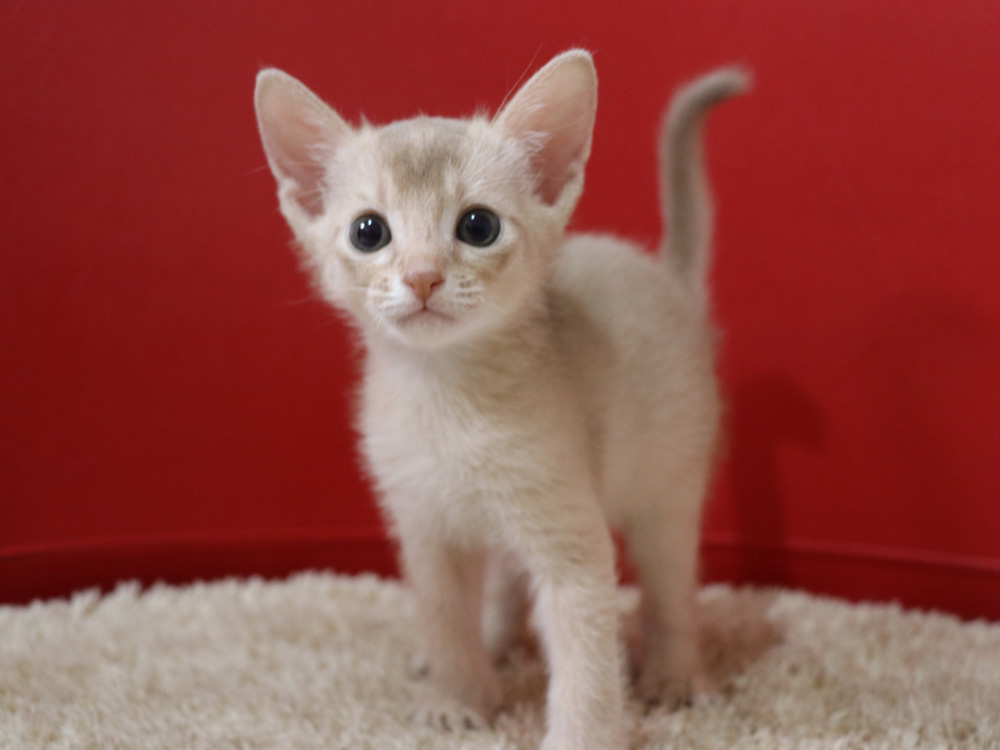 アビシニアンの子猫画像