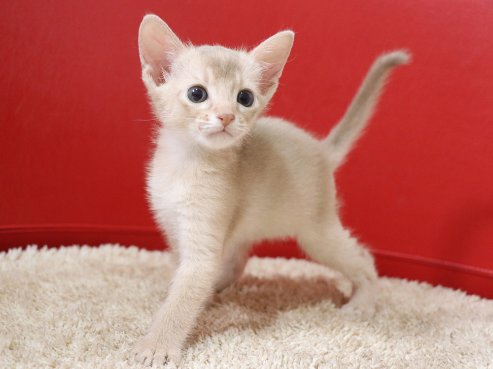 アビシニアンの子猫画像