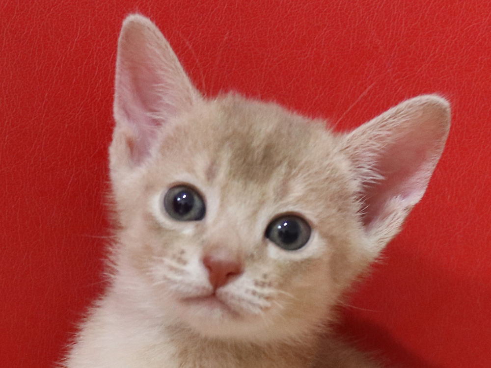 アビシニアンの子猫画像