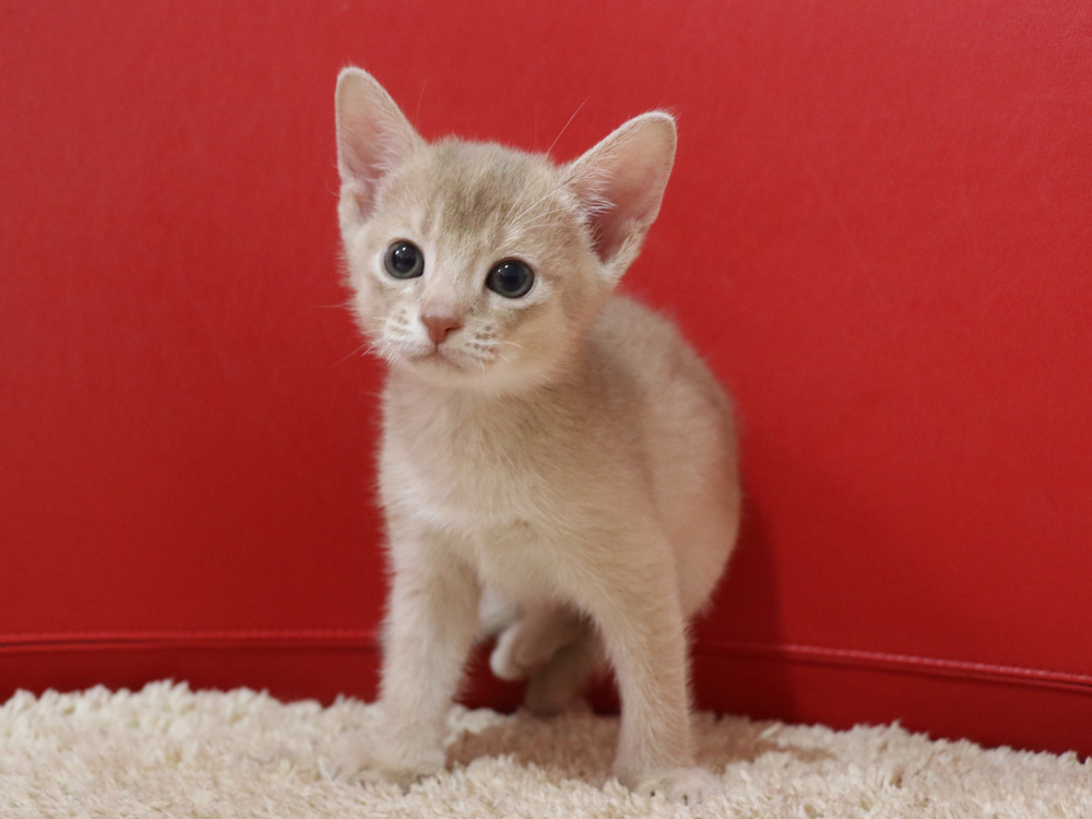 アビシニアンの子猫画像