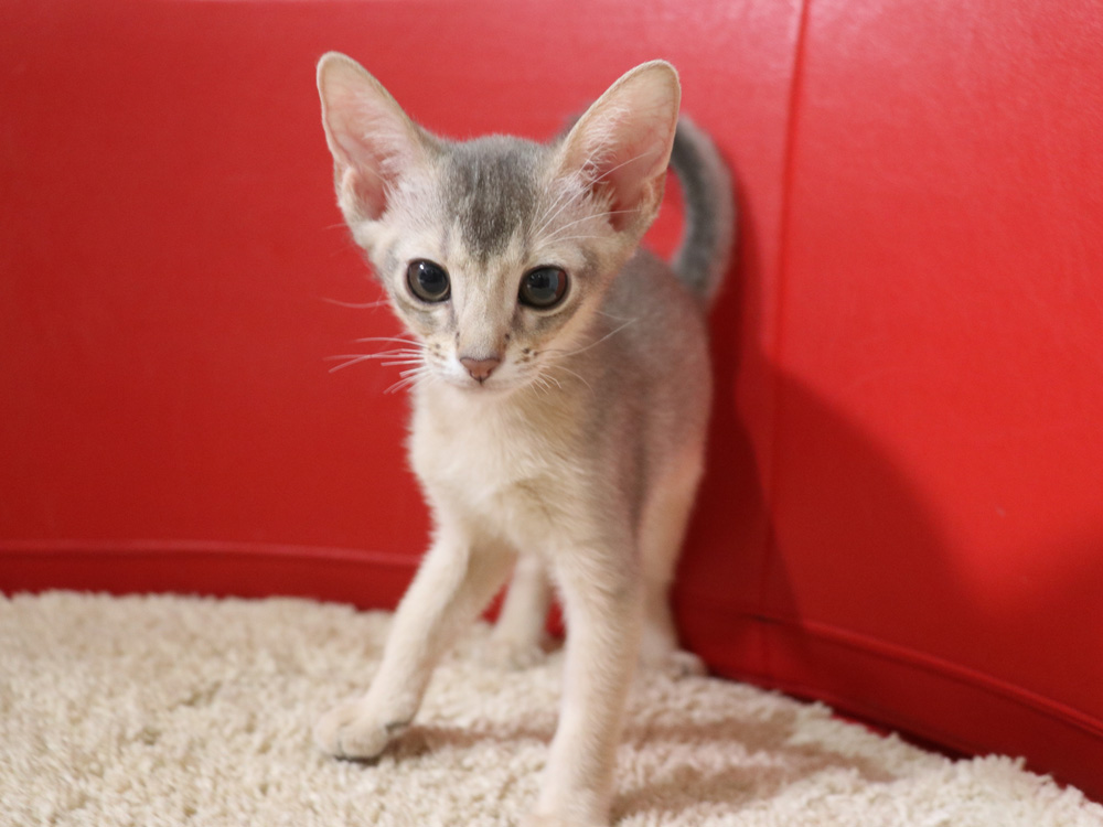 アビシニアンの子猫画像