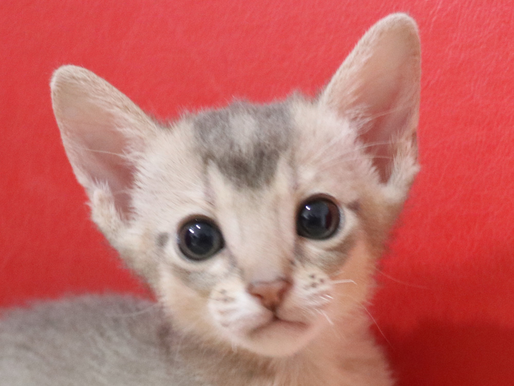 アビシニアンの子猫画像