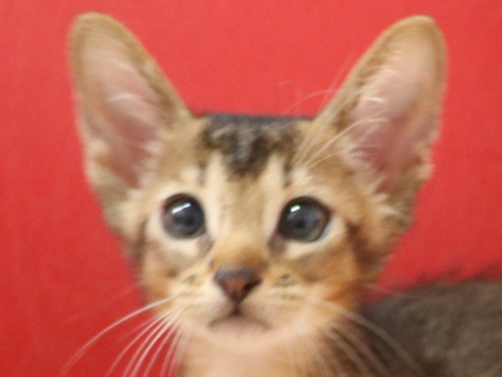 アビシニアンの子猫画像