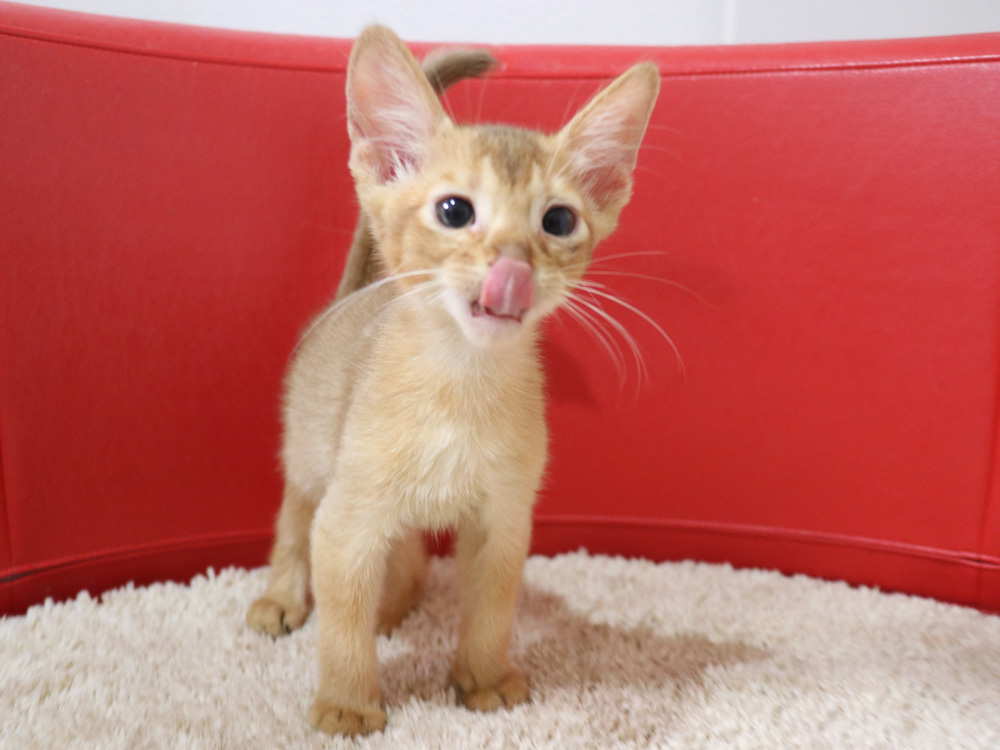 アビシニアンの子猫画像