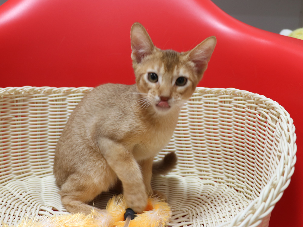 アビシニアンの子猫画像