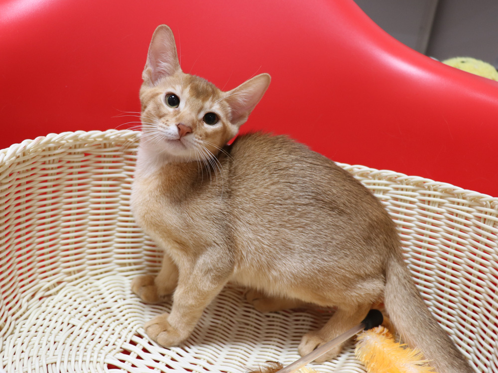 アビシニアンの子猫画像