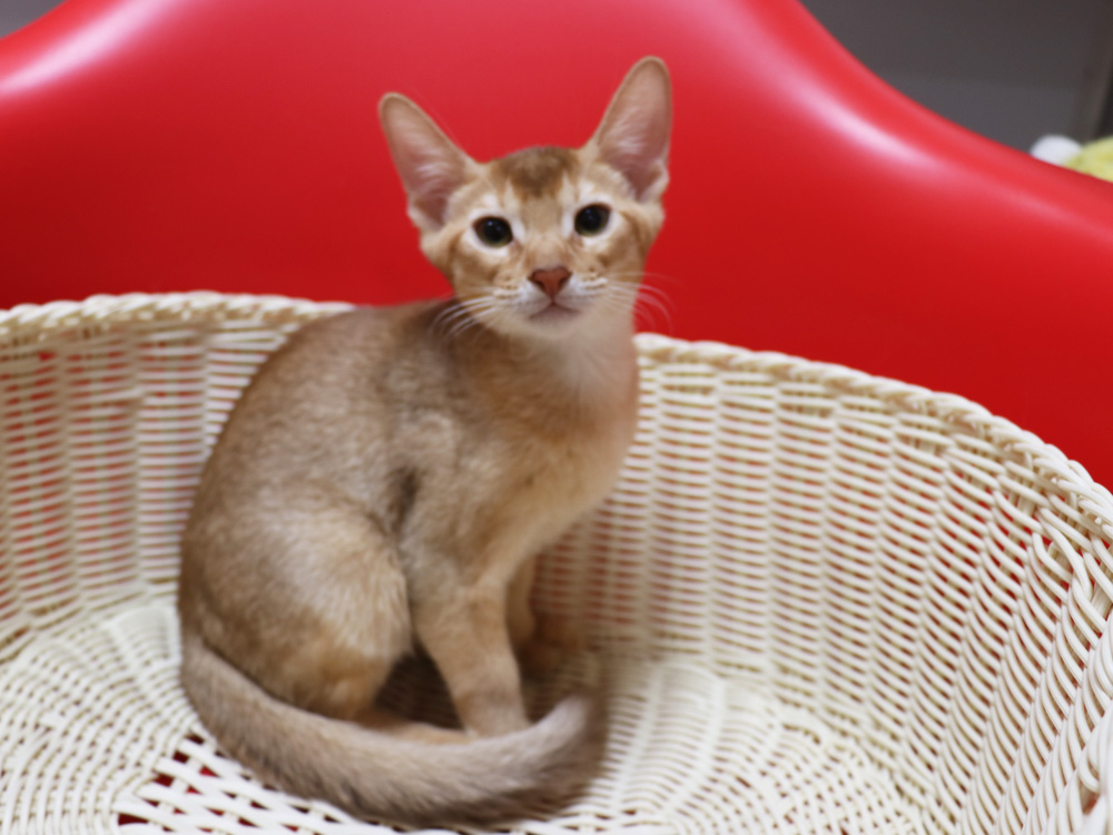 アビシニアンの子猫画像